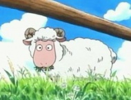 Eines der Schafe auf Syrop