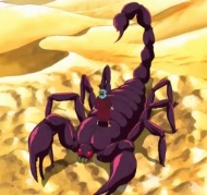 Ein Skorpion